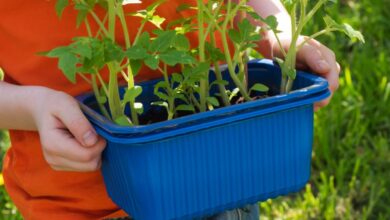 Est-ce qu'il est trop tard pour planter des tomates ? Non, il est conseillé de les planter au milieu du mois de mai.