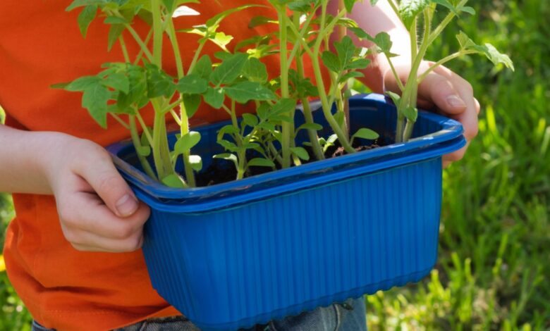 Est-ce qu'il est trop tard pour planter des tomates ? Non, il est conseillé de les planter au milieu du mois de mai.