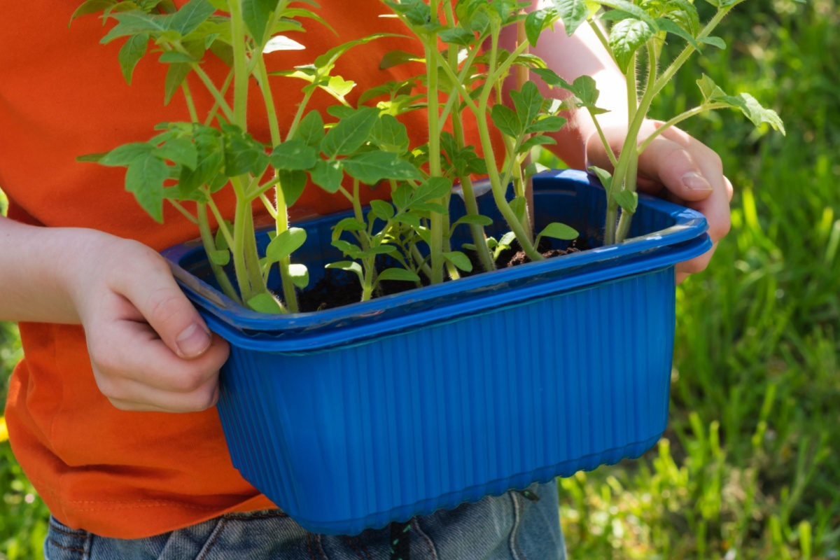 Est-ce qu'il est trop tard pour planter des tomates ? Non, il est conseillé de les planter au milieu du mois de mai.