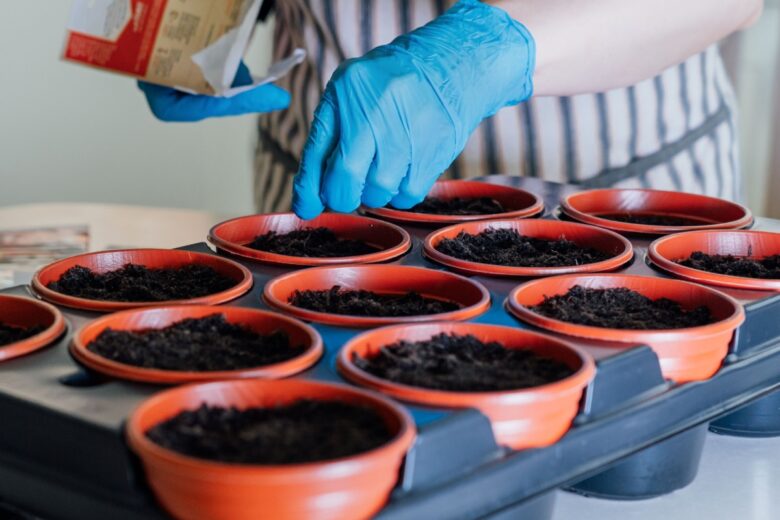 Vous devez semer vos graines de tomates pendant le mois de mars.
