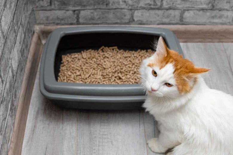 Une litière pour chat avec des pellets de bois.