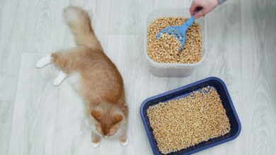 Et si vous utilisiez des pellets pour la litière de votre chat ?