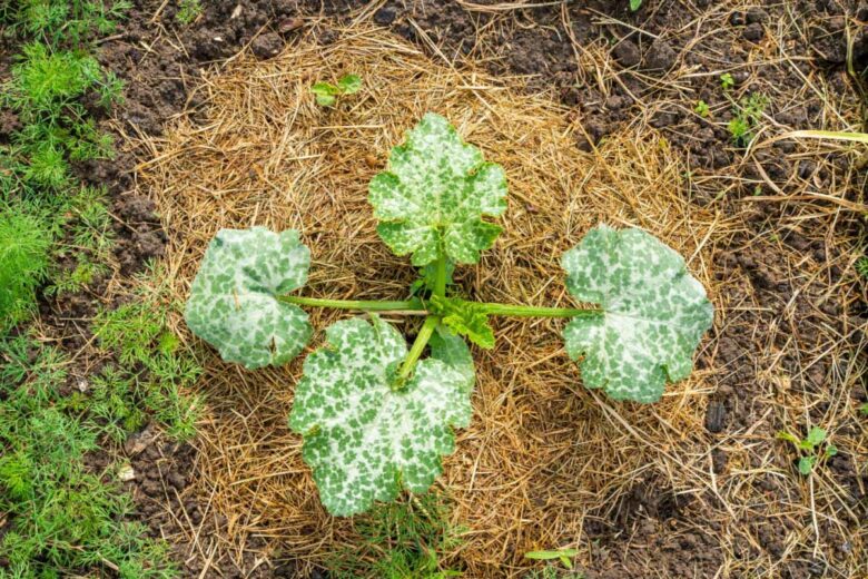 Croissance de courgettes sur un sol couvert de paillis d'herbe sèche.