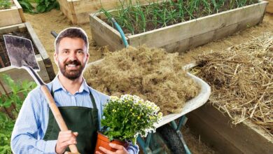 L'herbe de tonte, peut-elle servir de paillage pour le jardin ou le potager ?