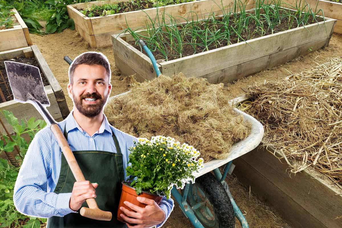 L'herbe de tonte, peut-elle servir de paillage pour le jardin ou le potager ?