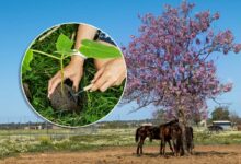 Peut-on planter des Paulownia en France ?