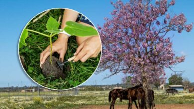 Peut-on planter des Paulownia en France ?