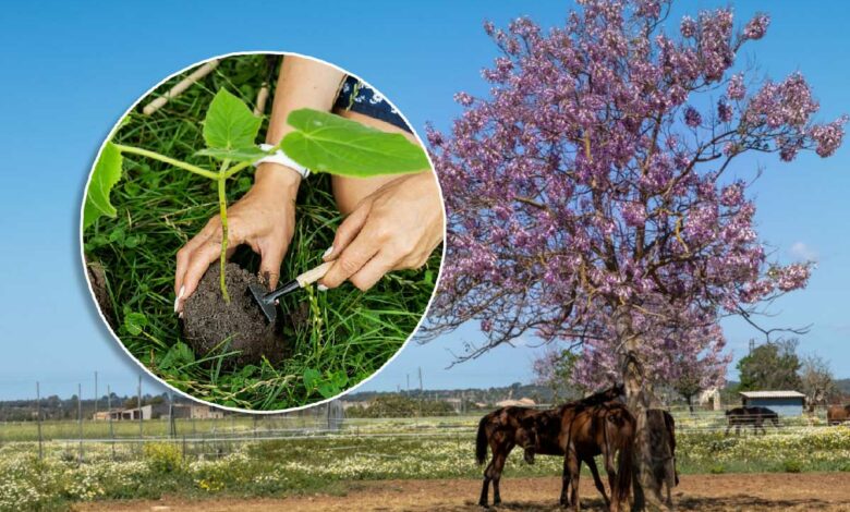 Peut-on planter des Paulownia en France ?