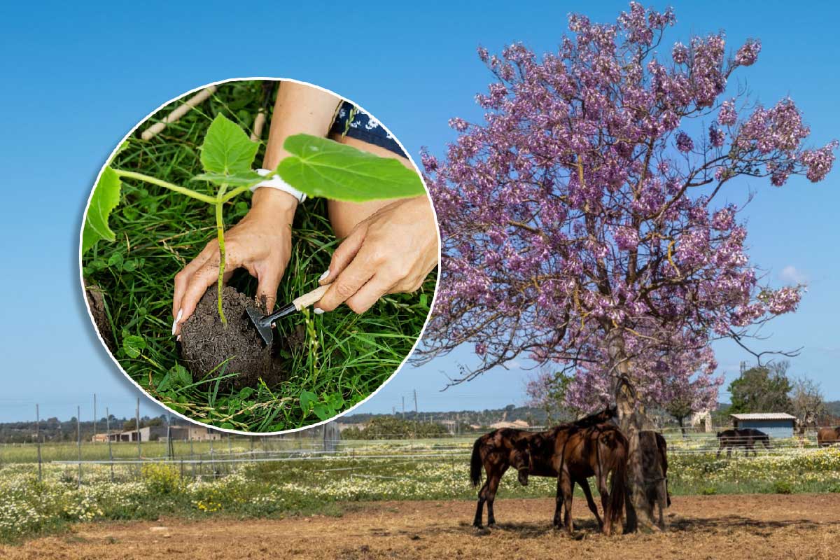 Peut-on planter des Paulownia en France ?