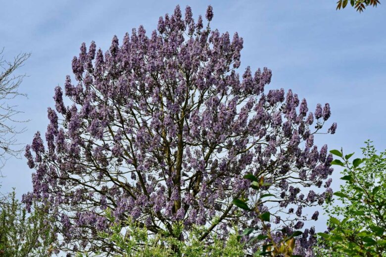 Un arbre majestueux qui fait de magnifiques fleurs roses.