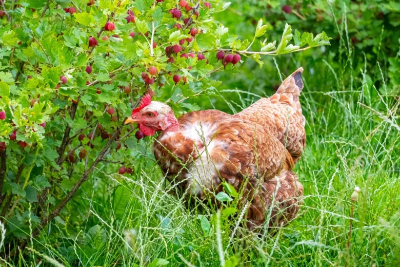 Puis-je tout donner à manger à mes poules ?