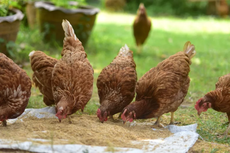 Y a-t-il des aliments qu'il ne faut pas donner aux poules ?