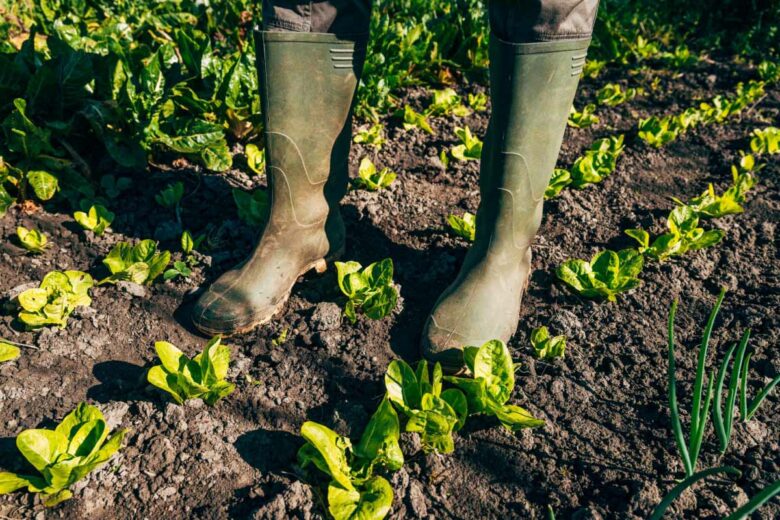 Une fois votre sol préparé et fertilisé, vous pourrez semer et planter vos légumes.