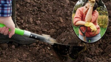 Préparer le sol du potager n'est pas de tout repos !