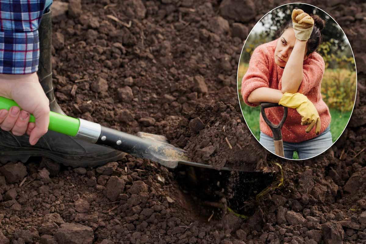 Préparer le sol du potager n'est pas de tout repos !