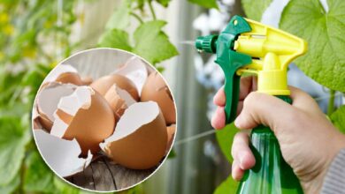 Un spray à base de coquille d'œuf pour prendre soin de ses plantes.