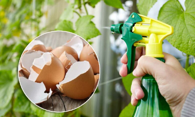 Un spray à base de coquille d'œuf pour prendre soin de ses plantes.