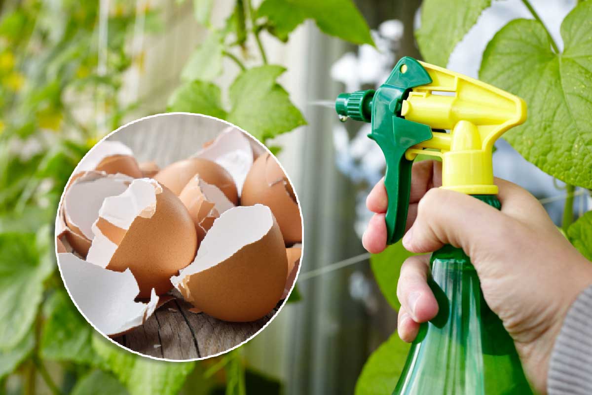 Un spray à base de coquille d'œuf pour prendre soin de ses plantes.