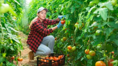 Quelques astuces pour améliorer le rendement de votre production de tomates.