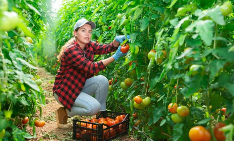Quelques astuces pour améliorer le rendement de votre production de tomates.
