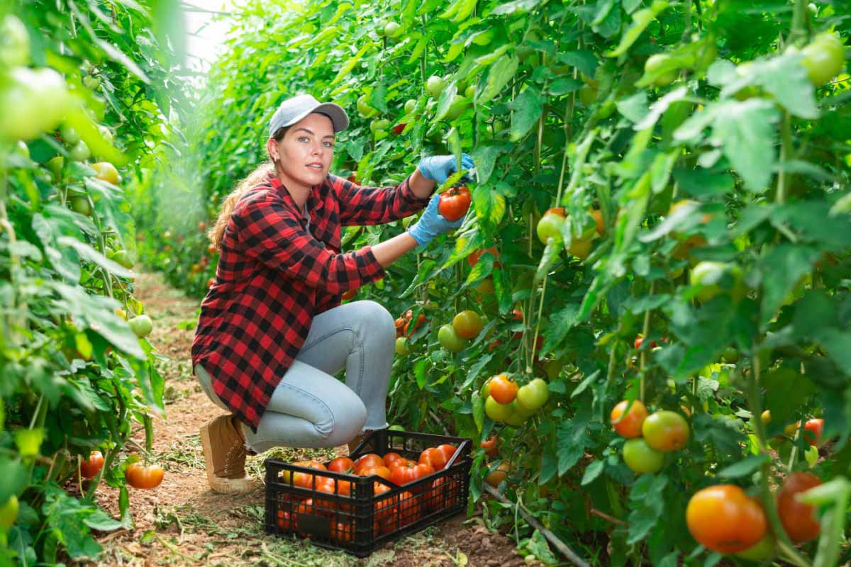Quelques astuces pour améliorer le rendement de votre production de tomates.