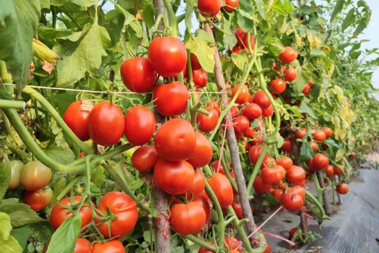 Selon la variété choisie, vous n'obtiendrez pas le même rendement avec vos pieds de tomates.