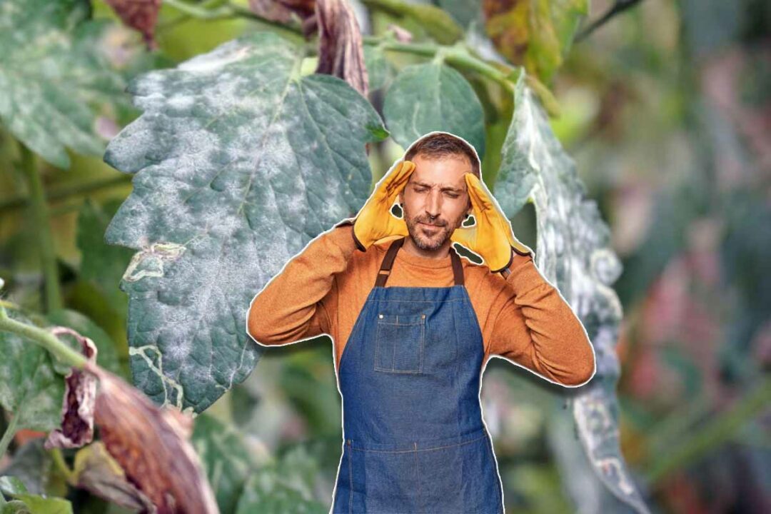 Quelle est la variété de tomate la plus résistante au mildiou ? NeozOne