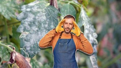 Que faire contre le mildiou ? Quelle variété de tomate résiste le mieux à ce champignon ?