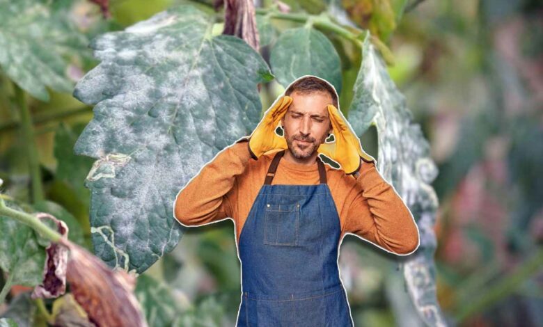 Que faire contre le mildiou ? Quelle variété de tomate résiste le mieux à ce champignon ?