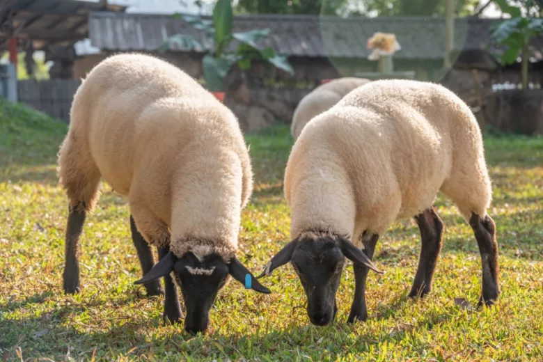 Des moutons qui font de l'éco pâturage.