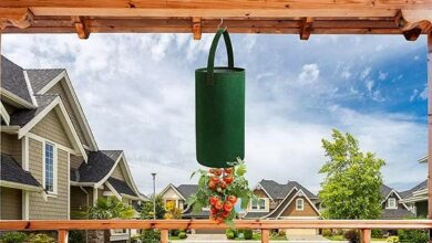 Des tomates suspendues ? Une idée pour gagner de la place, et cultiver sur un balcon ou une terrasse.