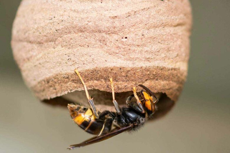 Une reine frelon asiatique et son nid primaire.