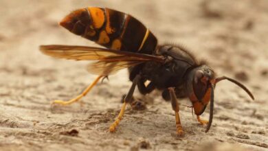 Face à la menace des frelons asiatiques, les apiculteurs demandent de l'aide et appellent à une mobilisation générale.