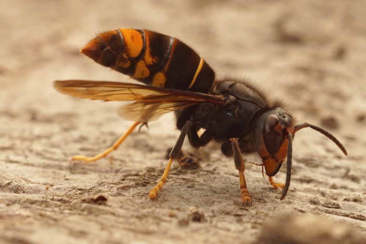 Face à la menace des frelons asiatiques, les apiculteurs demandent de l'aide et appellent à une mobilisation générale.