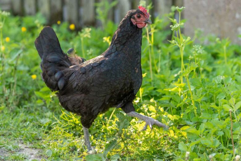 La poule de Janzé se distingue par son plumage noir.