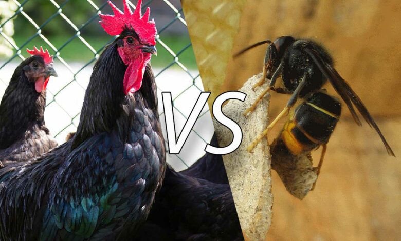 La poule de Janzé serait un prédateur naturel du frelon asiatique.