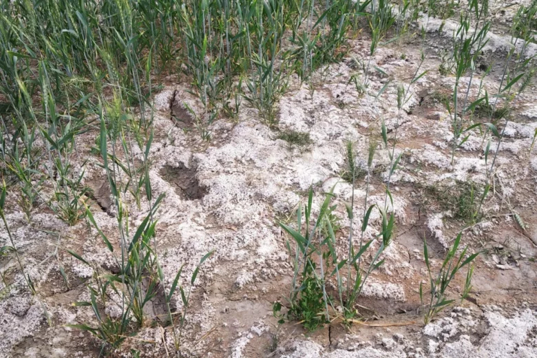 Des terres saline qui ont une incidence sur la croissance et le rendement des cultures.