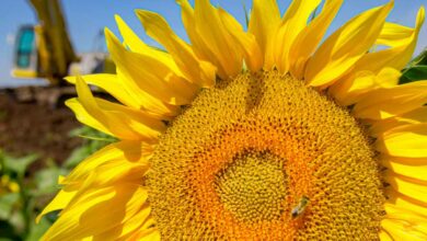 En plantant des tournesols dans votre jardin, vous donnez un coup de pouce aux insectes pollinisateurs.