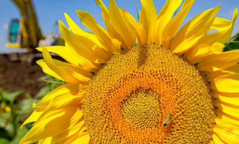 En plantant des tournesols dans votre jardin, vous donnez un coup de pouce aux insectes pollinisateurs.