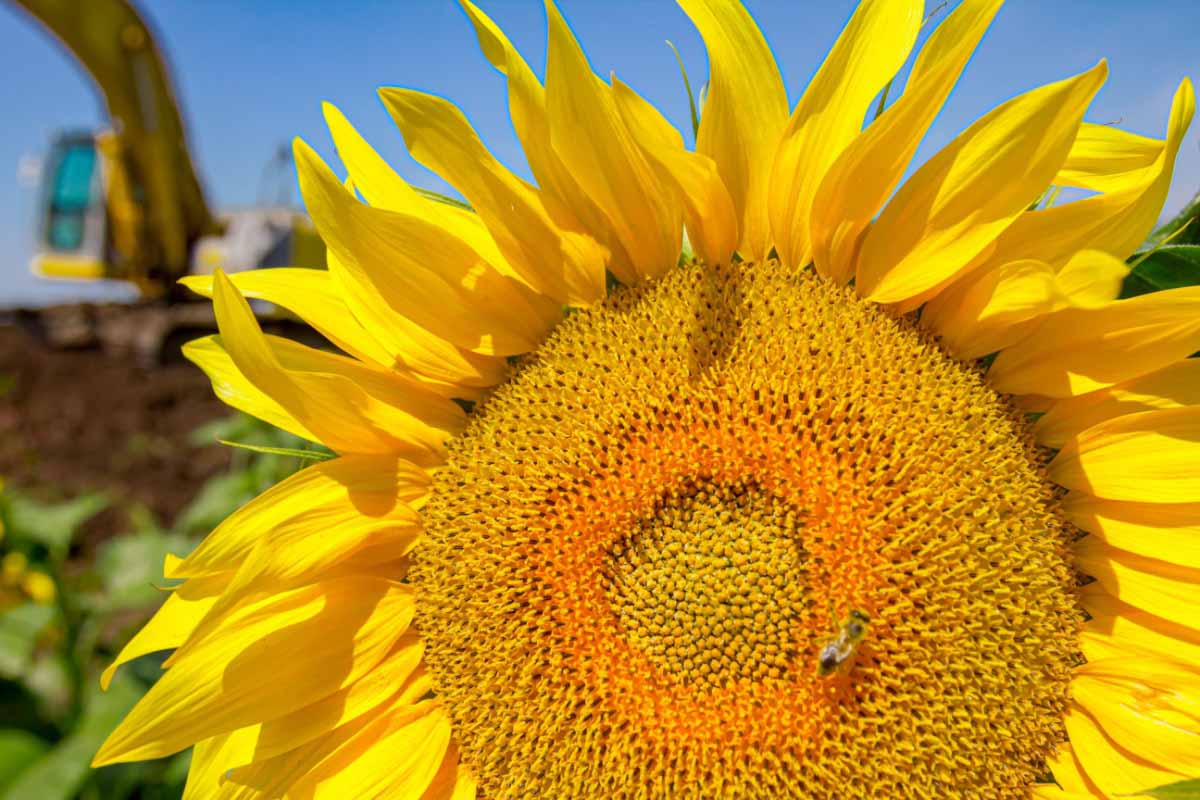 En plantant des tournesols dans votre jardin, vous donnez un coup de pouce aux insectes pollinisateurs.