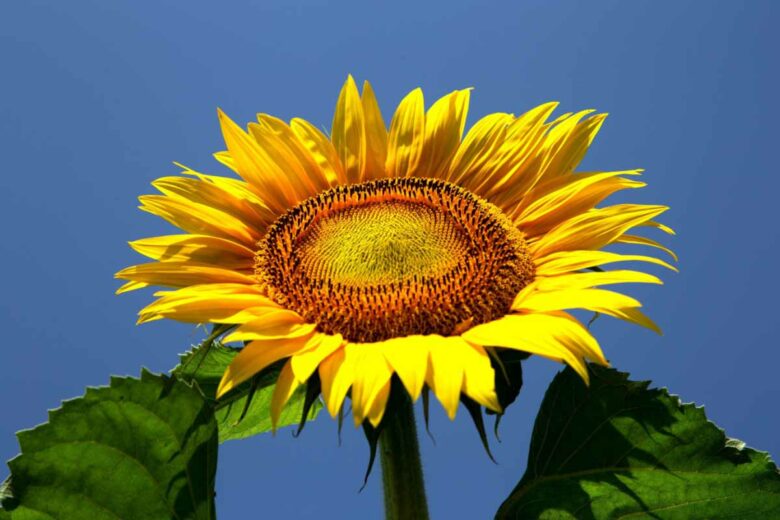 Le tournesol etait déja cultivé par les Amérindiens pour ses nombreuses vertus.