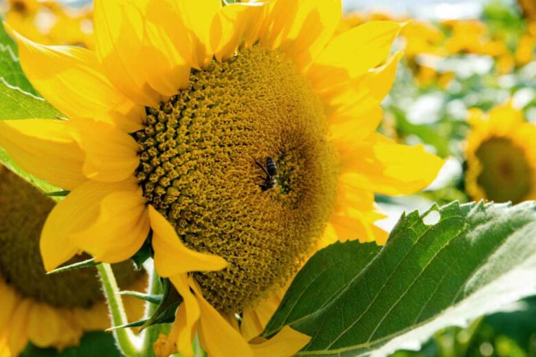 Planter des tournesols dans son jardin présente de multiples avantages.