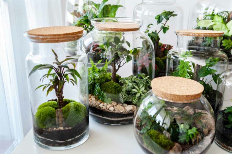 Quelles conditions faut-il pour avoir un beau terrarium ?