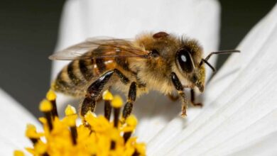 Une abeille avec un Varroa sur son dos, un acarien qui peut décimer une ruche entière en quelques jours.