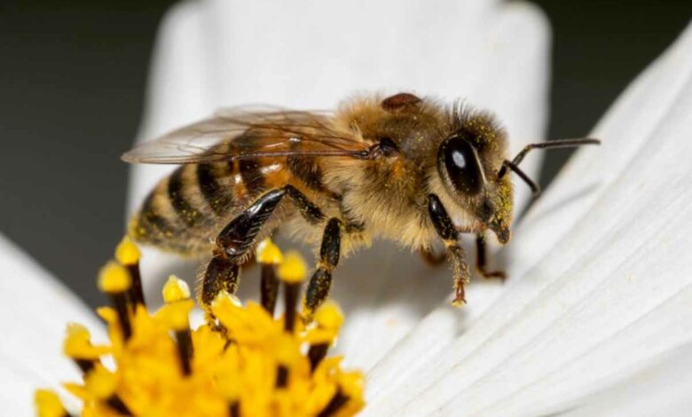 Une abeille avec un Varroa sur son dos, un acarien qui peut décimer une ruche entière en quelques jours.