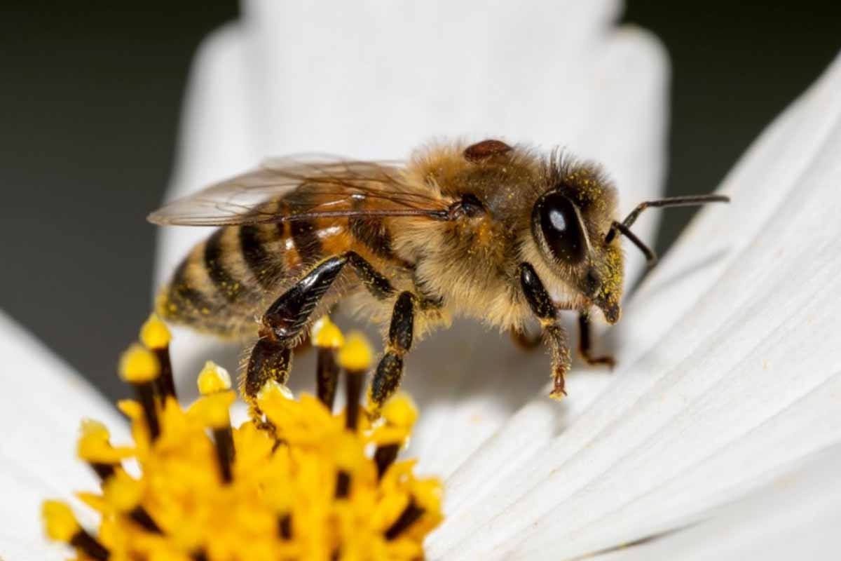 Une abeille avec un Varroa sur son dos, un acarien qui peut décimer une ruche entière en quelques jours.