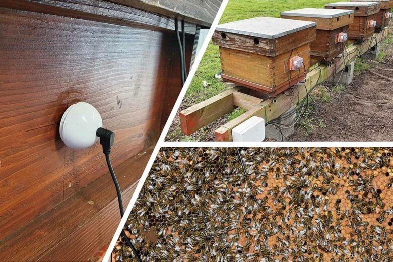 Un « secoueur » électromagnétique pour vérifier l'état de santé des abeilles sans qu'elles soient gênées par une intervention humaine.