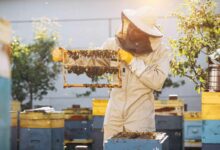 Une étude pour vérifier l'état de santé des abeilles sans les perturber par une intervention humaine.