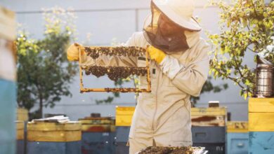 Une étude pour vérifier l'état de santé des abeilles sans les perturber par une intervention humaine.