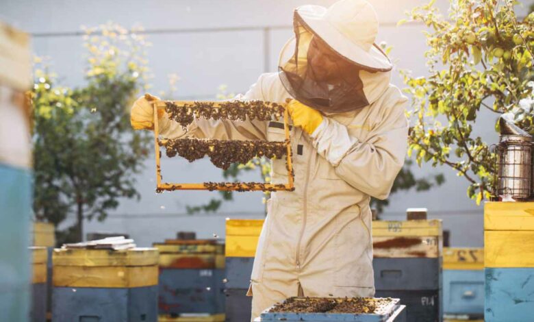 Une étude pour vérifier l'état de santé des abeilles sans les perturber par une intervention humaine.